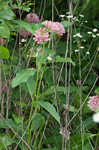 Purple milkweed